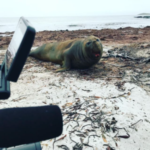 Filming Falklands tourism video marketing. Elephant Seal, Sea Lion Island