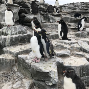 Filming Falklands video marketing tourism. Rockhopper penguins.