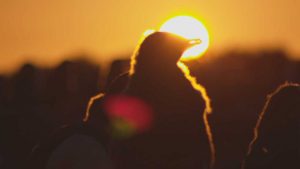 chicks in front of a sunset