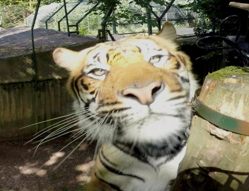 a headshot of a tigers face staring into the camera
