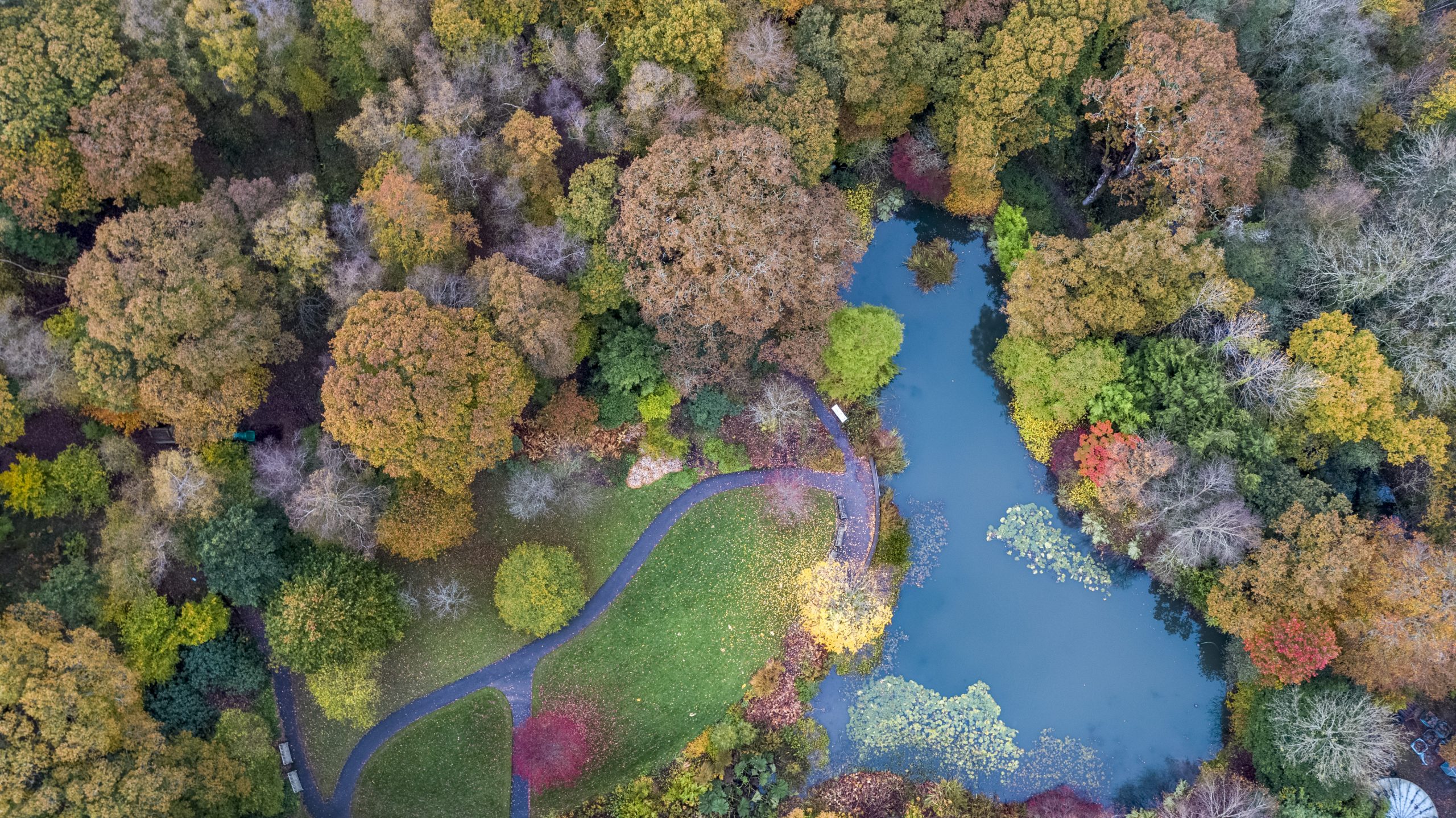 a colourful forest