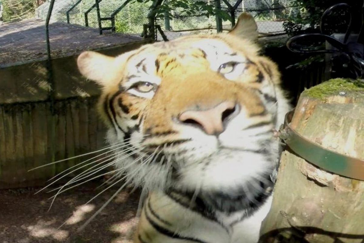 a headshot of a tigers face staring into the camera