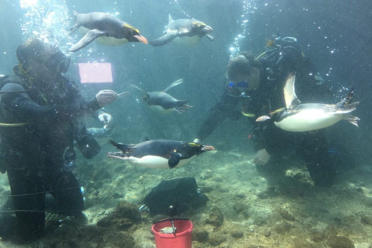 penguins swimming amongst divers underwater